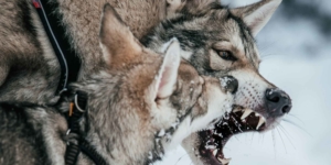 Wolf dog showing teeth to wolf dog puppy