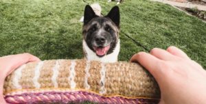 American Akita happy with playing tug
