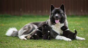Black and white female American Akita with 3 little black and white American Akita puppies crawling over her.