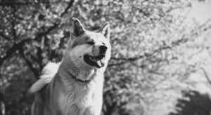 A cinematic black and white photo of a Japanese Akita standing tall and proud with cherry blossoms behind it.