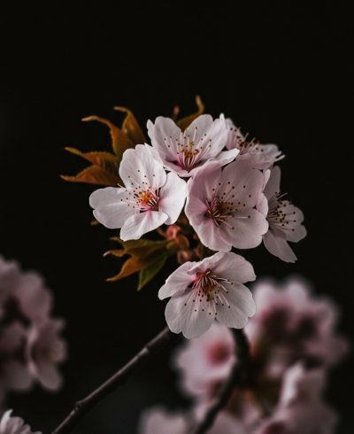 Light pink cherry blossoms blooming with a black backdrop.